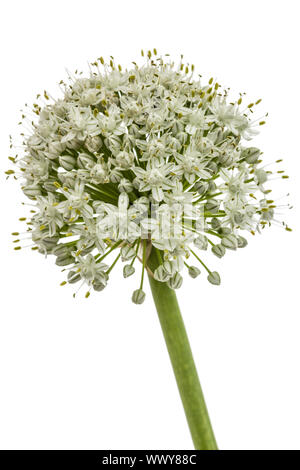 Blüte von essbaren Zwiebel, lat. Allium cepa, auf weißem Hintergrund Stockfoto