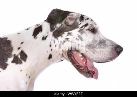 Deutsche Dogge Harlekin vor einem weißen Hintergrund Stockfoto