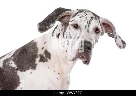 Deutsche Dogge Harlekin vor einem weißen Hintergrund Stockfoto