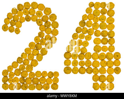 Arabische Zahlen 24, 24, von gelben Blumen der Rainfarn, auf weißem Hintergrund Stockfoto