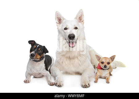 Chihuahua, weißer Schweizer Schäferhund und ein Jack Russel Terrier vor weiß Stockfoto