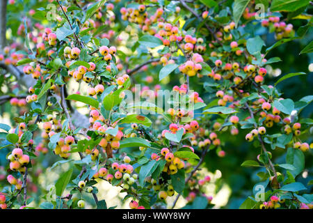 Dekorative Äpfel im Herbst, ornamentalen Äpfel, Deutschland, Europa Stockfoto