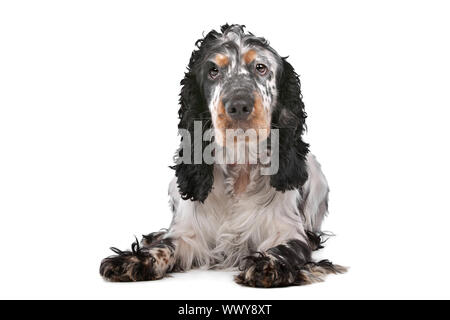 English Cocker Spaniel vor einem weißen Hintergrund Stockfoto