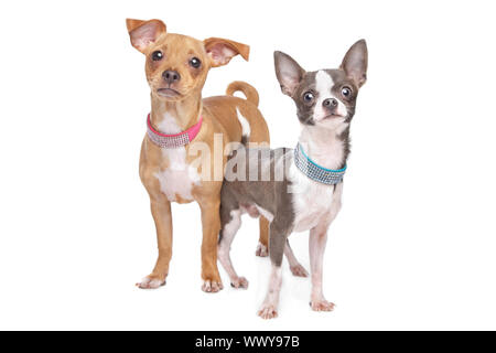 Chihuahua und eine Mischung Miniatur Pinscher vor einem weißen Hintergrund Stockfoto