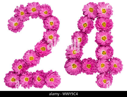 Arabische Zahlen 24, 24, von Blumen der Chrysantheme, auf weißem Hintergrund Stockfoto