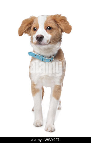Mischling Welpe, halbe Tibet Terrier, vor einem weißen Hintergrund Stockfoto