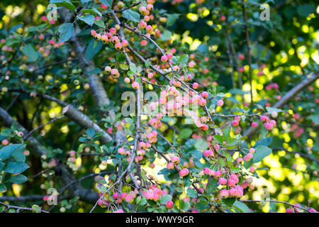 Dekorative Äpfel im Herbst, ornamentalen Äpfel, Deutschland, Europa Stockfoto