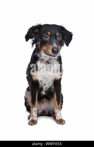 Mischling Hund, Kooiker, friesischen Zeiger, vor einem weißen Hintergrund Stockfoto