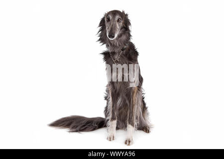 Silken Windhound vor einem weißen Hintergrund Stockfoto