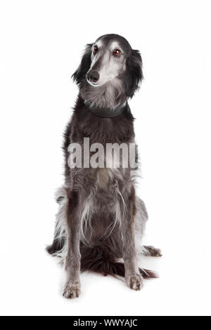 Silken Windhound vor einem weißen Hintergrund Stockfoto