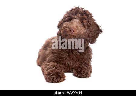 Labradoodle Welpen vor einem weißen Hintergrund Stockfoto