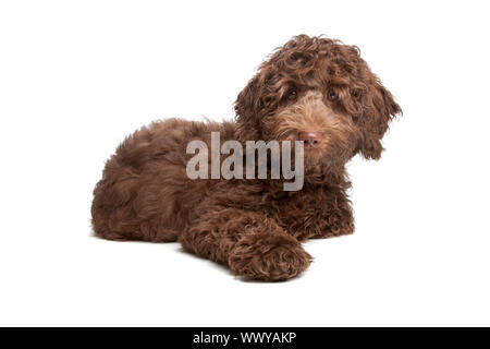 Labradoodle Welpen vor einem weißen Hintergrund Stockfoto