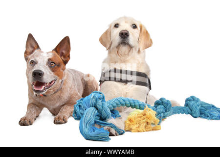 Labrador und Australian Cattle Dog vor einem weißen Hintergrund Stockfoto