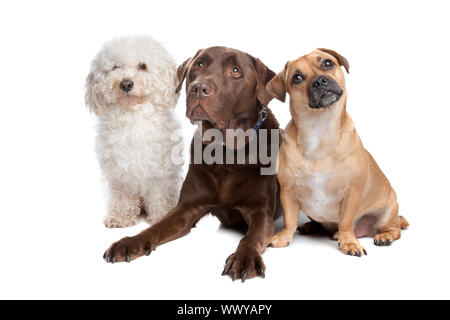 Malteser, chocolate Labrador und ein Mischling Stockfoto