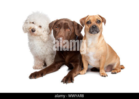 Malteser, chocolate Labrador und ein Mischling Stockfoto