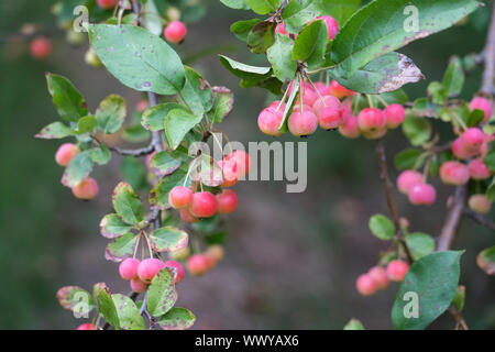 Dekorative Äpfel im Herbst, ornamentalen Äpfel, Deutschland, Europa Stockfoto