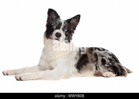 Border-Collie-Schäferhund vor einem weißen Hintergrund Stockfoto