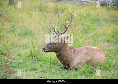 Weißwedelhirsche buck Ruhen im Gras während der Brunft im Herbst Saison. Buck an der Reife des Alters in der Zeit der Kreuzung mit dem Weibchen. Porträt. Stockfoto