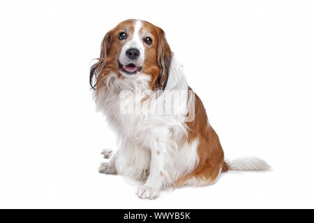 Kooiker Hund vor einem weißen Hintergrund Stockfoto