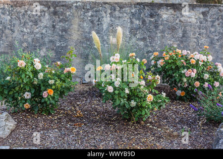 Rosenbusch Stockfoto