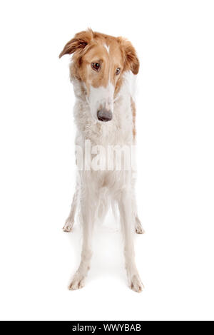 Barsoi oder Russisch Wolfhound, vor einem weißen Hintergrund Stockfoto