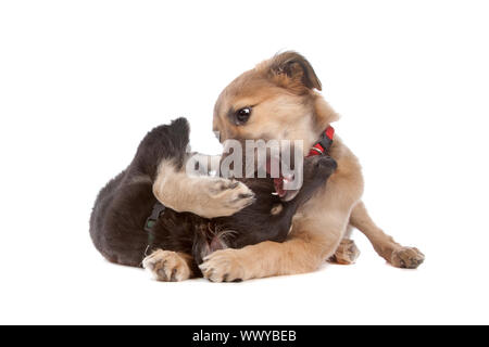 zwei Whippet Welpen Hunde vor einem weißen Hintergrund Stockfoto