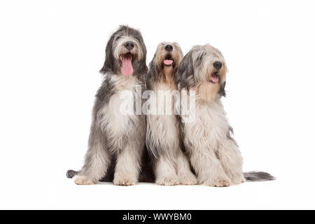 drei Bearded Collie Hunde vor einem weißen Hintergrund Stockfoto