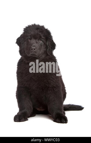 Schwarze Neufundländer Welpen vor weißem Hintergrund Stockfoto