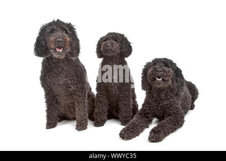 zwei Labradoodle und einem Pudelhund vor weiß Stockfoto