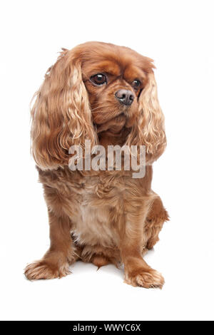 Cavalier King Charles Spaniel vor einem weißen Hintergrund Stockfoto
