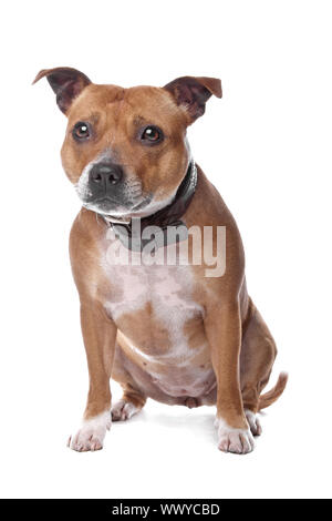 englische Staffordshire Bullterrier (Staffordshire, staffy, Staffie, Stafford) auf dem Boden liegend, isoliert auf weißem Hintergrund Stockfoto
