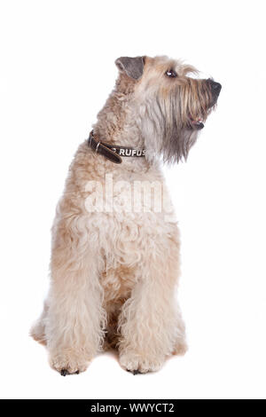Weiche isoliert Coated Wheaten Terrier Hund sitzen, Hund suchen seitwärts auf weißem Hintergrund Stockfoto
