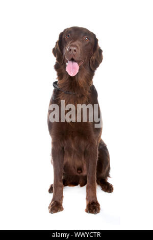 Vorderansicht der braune Flatcoated Retriever Hund Blick in die Kamera, isoliert auf einem weißen Hintergrund. Stockfoto