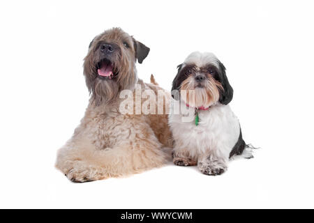 Soft Coated Wheaten Terrier und Shih Tzu Hund isoliert auf weißem Hintergrund Stockfoto