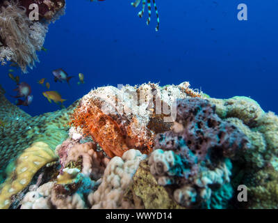 Drachenköpfe Stockfoto