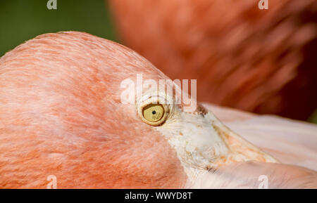 Schöne Gruppe von Flamingos mit ihren langen Hälsen und orange Farben in den Federn Stockfoto