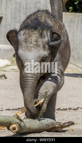 Safari, Elefantenbaby spielen mit einem Baumstamm aus Holz Stockfoto