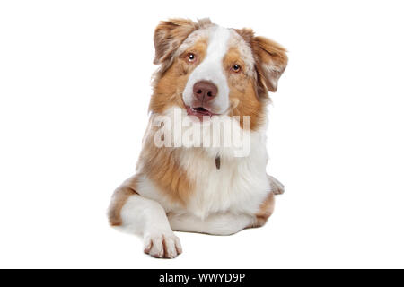 Australian Shepherd isoliert auf weiss Stockfoto