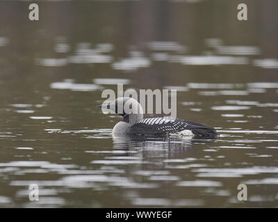 Arctic loon Stockfoto