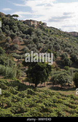 Olivenbäume und Reben wachsen auf dem Gelände der Villa D'Este in Tivoli in Italien Stockfoto