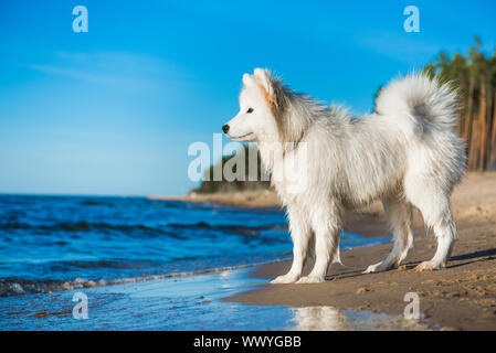 Weißer hund Samojeden Spaziergänge am Ufer der Ostsee Stockfoto