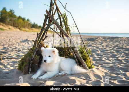 Weißer hund Samojeden sitzt in einem Doghouse am Ufer des Meeres Stockfoto