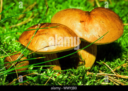 Nahaufnahme der große Pilze auf grünen saftigen Moos, in hellem Sonnenlicht. Stockfoto
