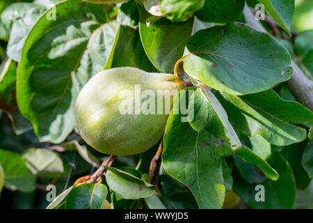 Quitten in einem Garten, Konstantinopel Quitte, Apfel Quitte Stockfoto