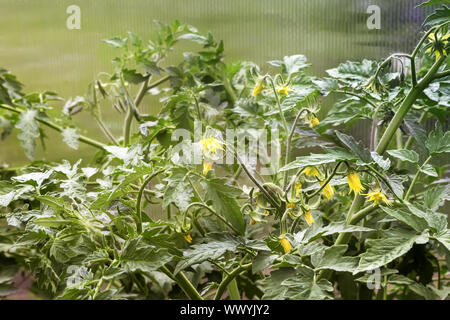 Blüte im Gewächshaus Tomaten Pflanzen. Stockfoto