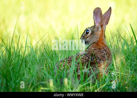 Braun östlichen Cottontail im hohen Gras Grün und Gelb Stockfoto