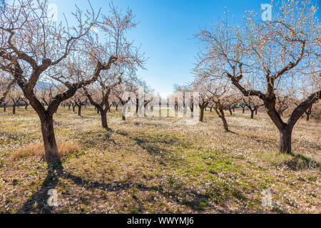 Mandelbäume, Tal der Ager in der Serra del Montsec, La Noguera, Lleida, Spanien Stockfoto