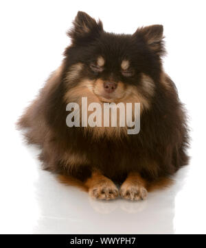 Braun und Beige pomeranian Welpen zur Festlegung mit geschlossenen Augen Stockfoto