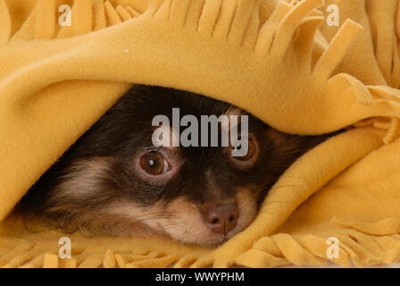 Pomeranian Welpen versteckt unter gelb Decke Stockfoto