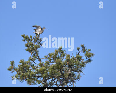 Greenshank Stockfoto